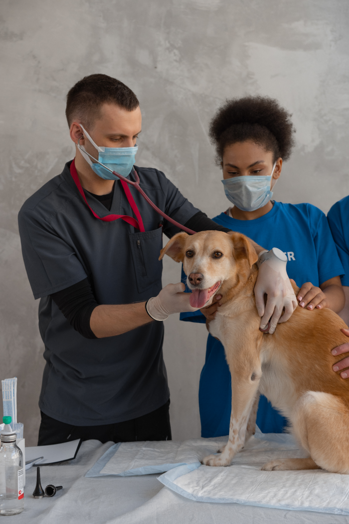 Veterinary Procedures