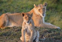 Exploring the Best Safari Parks and Game Reserves Near Port Elizabeth Safari