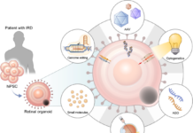Retinal Organoids: Where Miniature Eyes Rewire Biomedical Possibility Retinal Organoids