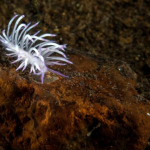 Berghia Nudibranch for Sale
