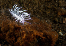 What to Look for When Searching Berghia Nudibranch for Sale Berghia Nudibranch for Sale