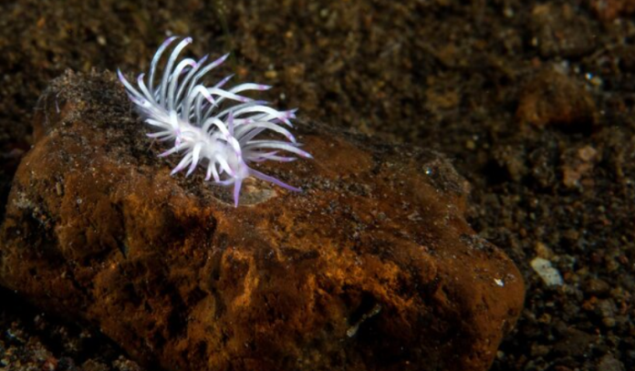 Berghia Nudibranch for Sale